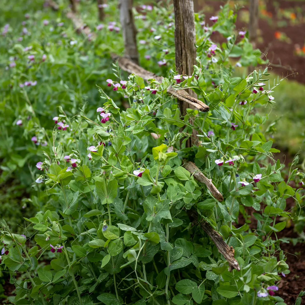 Blue-podded Capucijner Pea Seeds (Pisum sativum cv.)