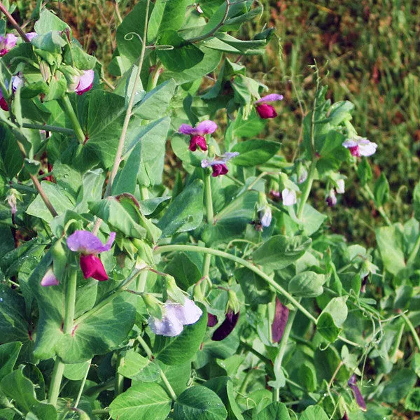 Blue-podded Capucijner Pea Seeds (Pisum sativum cv.)