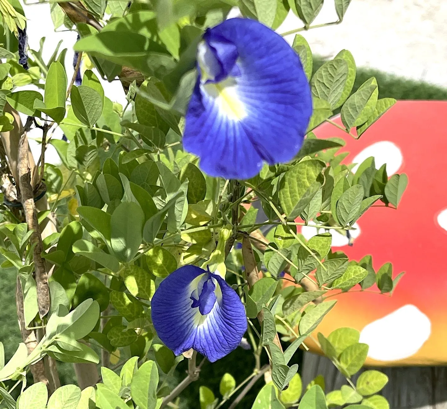 Clitoria ternatea or Butterfly Pea 0.6-1.8m