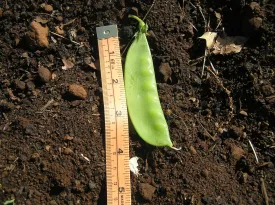 Mammoth Melting Snow Pea