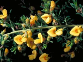 Pultenaea villosa