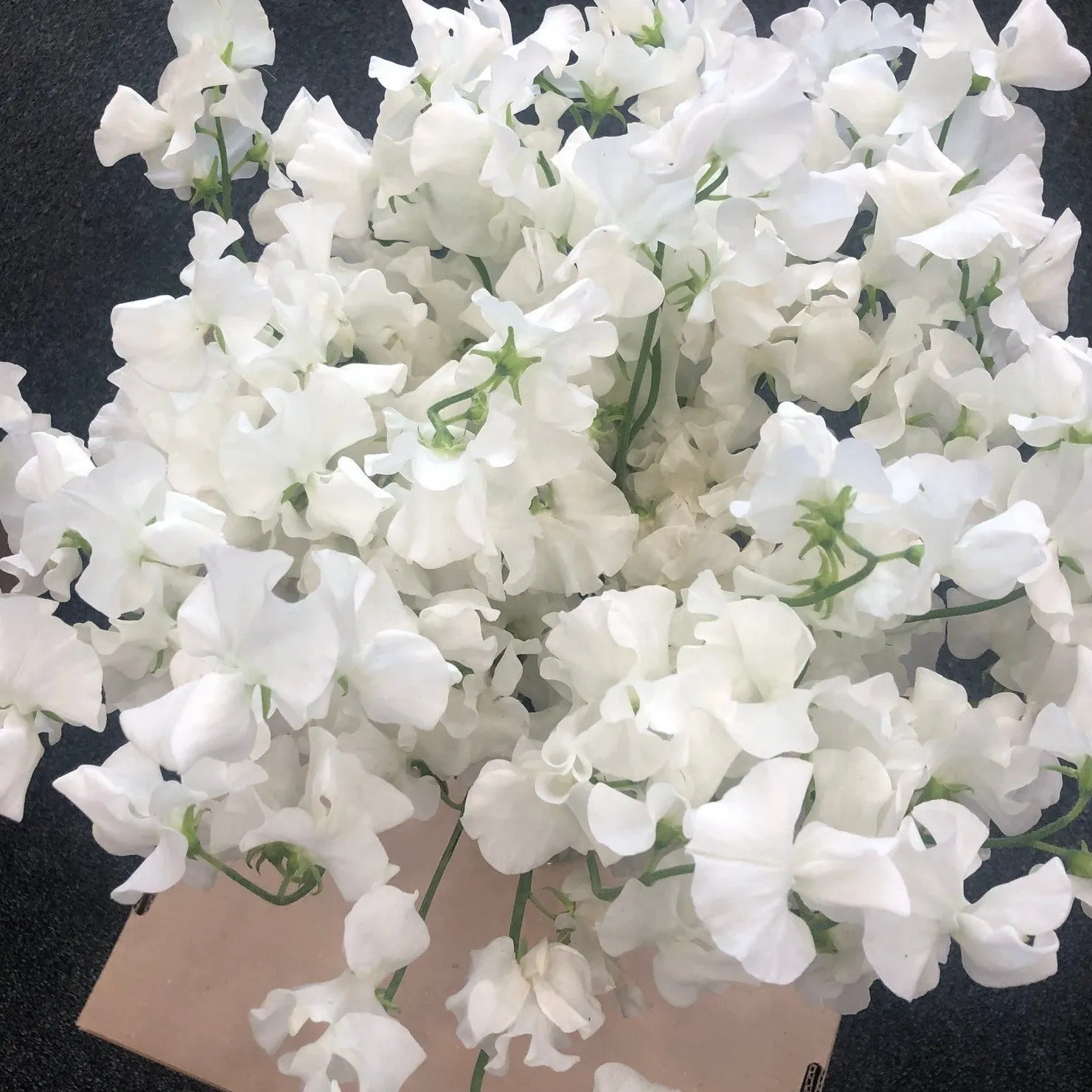 White Sweet Pea