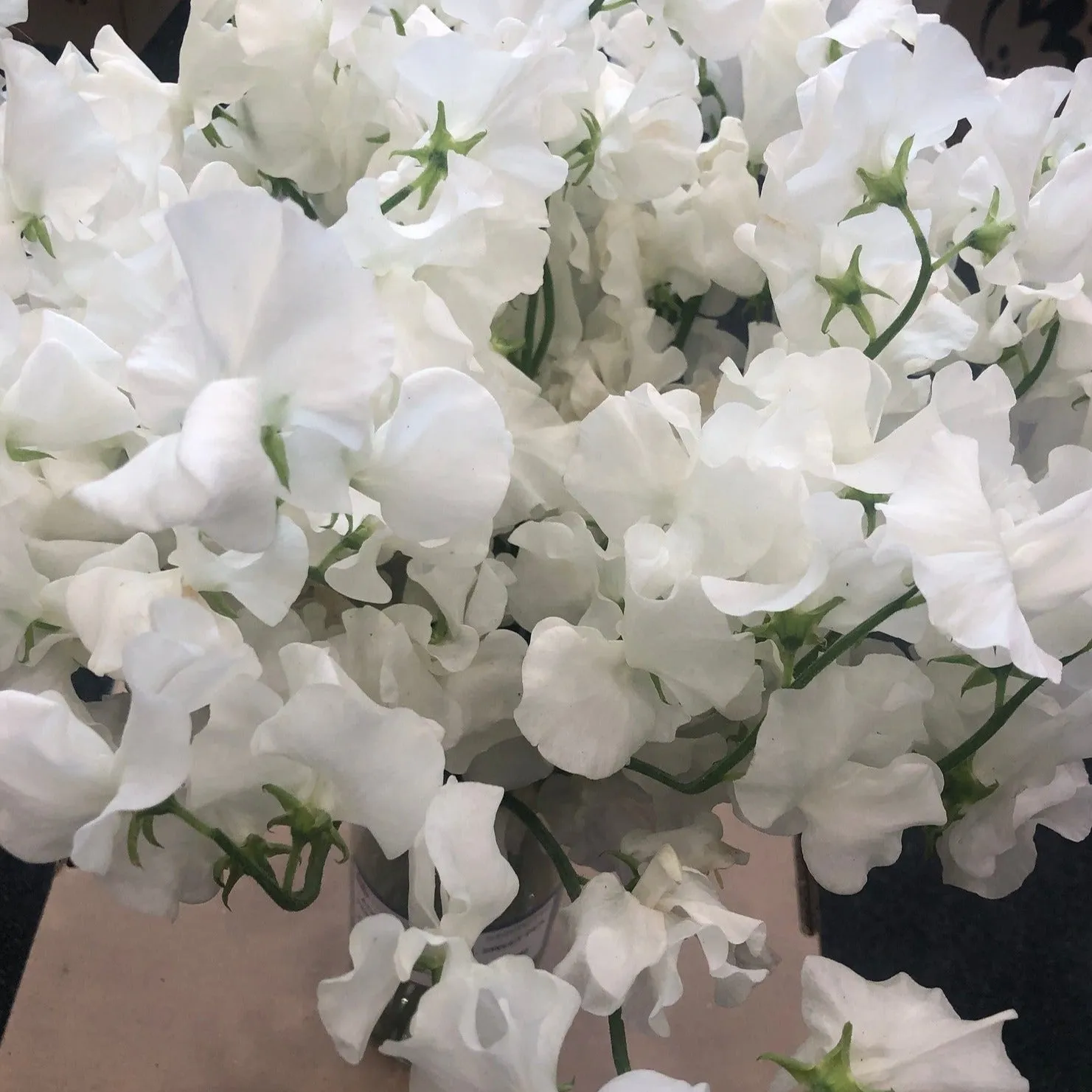 White Sweet Pea